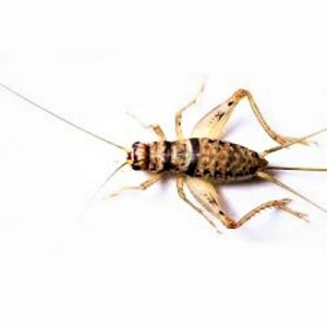 Assorted Crickets S/M Female