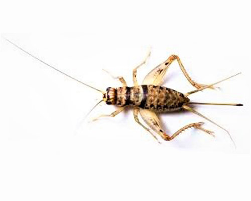 Assorted Crickets S/M Female